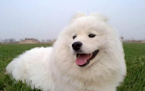 狗狗為什么得真菌感染呢