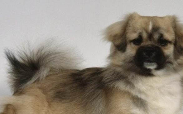 狗的懷孕期有多久