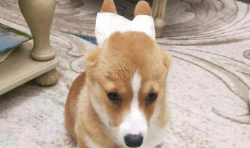 柯基和柴犬哪個(gè)好養(yǎng)