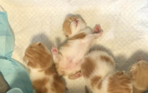 5個月的小貓懷孕了怎么辦呢