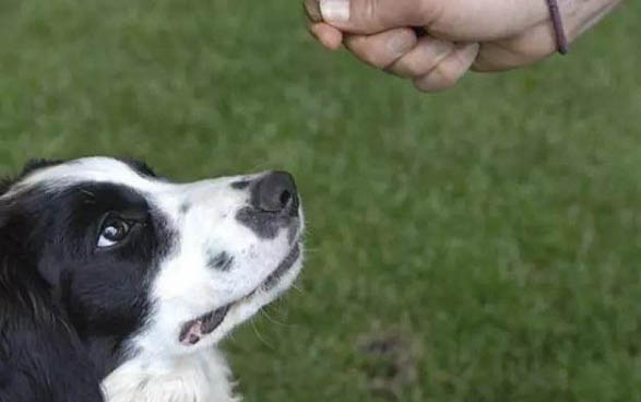 狗狗得了細小病毒會咳嗽嗎