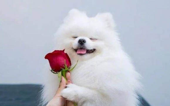 土狗能活幾年