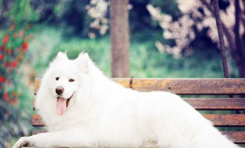 狗狗假孕現象會持續多久
