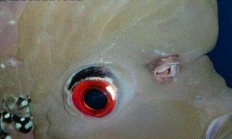 飼養(yǎng)珍珠羅漢魚應(yīng)該多久換一次水？