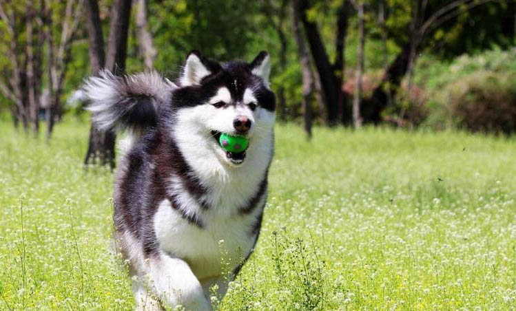 狗狗能吃杏仁嗎