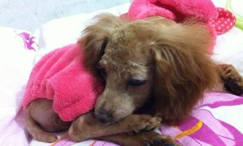 泰迪犬身上有皮屑的原因及處理方法