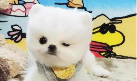 狗狗拉稀是什么原因及處理方法