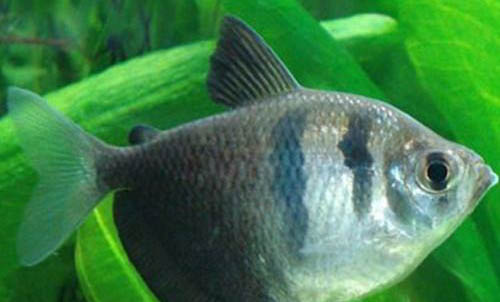 魚缸養(yǎng)魚死亡原因