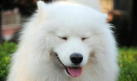 薩摩耶犬嘔吐的原因及處理方法