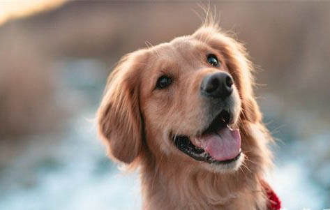 犬瘟后遺癥全身抽搐怎么治療