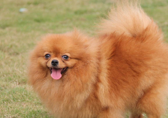 博美犬驅蟲應該多長時間一次