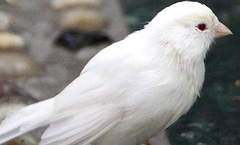 芙蓉鳥什么時候合籠