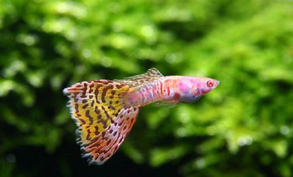 奶瓶飼喂觀賞魚的好處