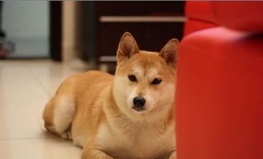 日本秋田犬產后十天可以洗澡嗎