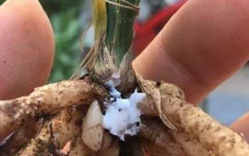 紅霉素軟膏可以治貓黑下巴嗎？