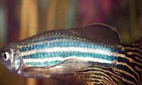 斑馬魚懷孕多久生小魚