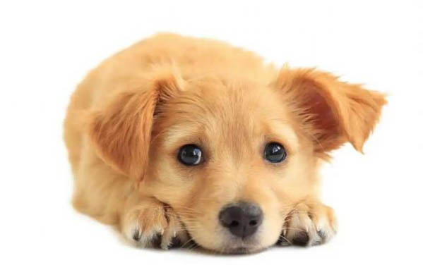 棉花面紗犬哪里有賣