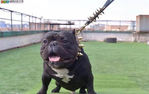 惡霸犬價格多少錢一只
