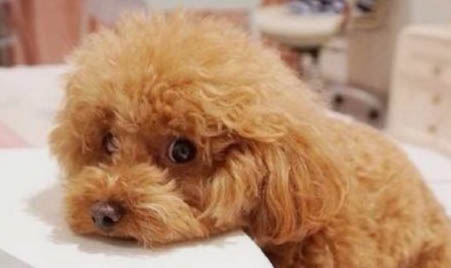 如何對泰迪犬進行毛發護理