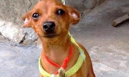 小鹿犬咳嗽一個月了