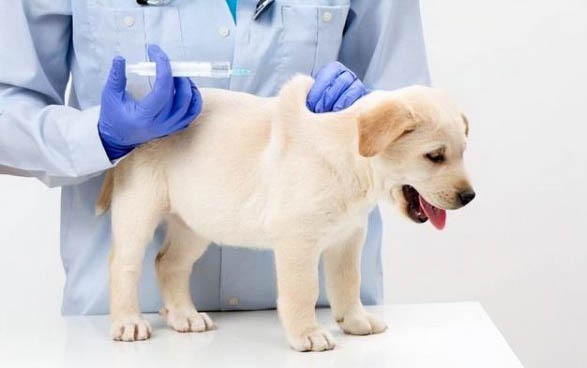 狗狗為什么要打狂犬疫苗?