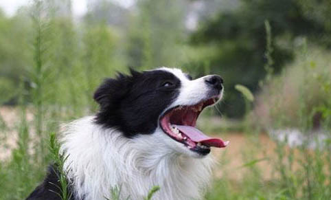 邊境牧羊犬真菌感染的原因