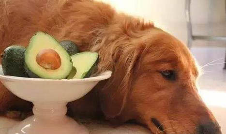 得犬瘟眼睛化膿需要多久