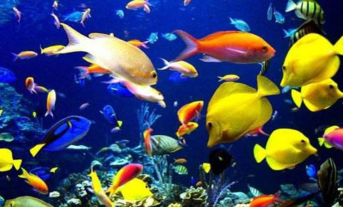 孔雀魚難產怎么辦