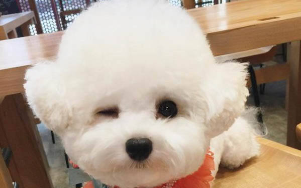 怎么樣才能讓狗狗在門口不拉屎