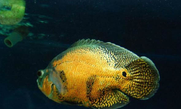 孔雀魚緞帶和大C哪個好養