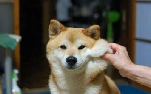 柴犬嘴巴黑多久會褪色