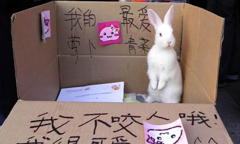 兔子如何制作狗糧
