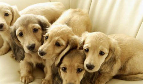 法斗幼犬喂養方法