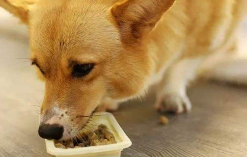 幼犬感冒的癥狀都有哪些