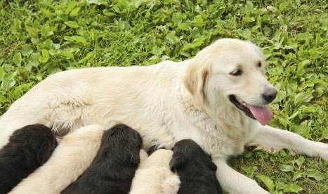 狗狗蜂窩織炎一般多久能好