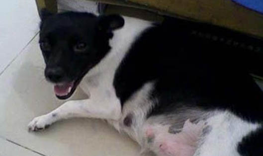 母犬絕育多久恢復