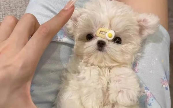 細(xì)小犬瘟可以活多久
