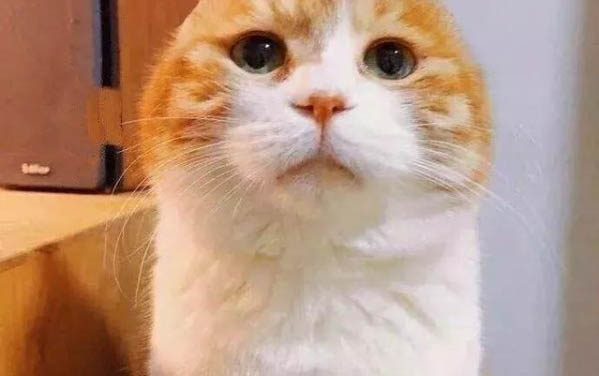 貓能不能吃鹽？