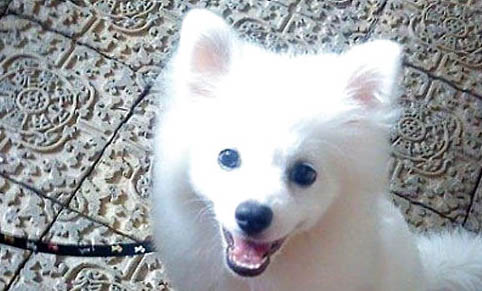 銀狐犬為什么那么少人養(yǎng)
