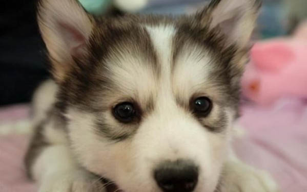 狗狗肚子里有硬塊