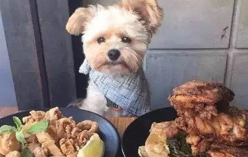 狗狗得了冠狀病毒可以吃病毒唑嗎