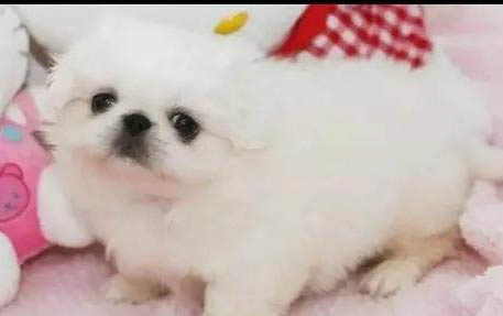 大狗得了偽狂犬病小狗會不會傳染