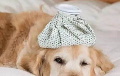 狗狗腦炎前期癥狀是什么