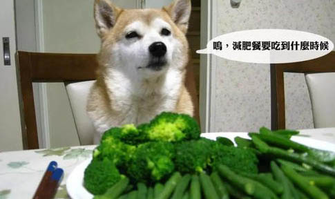 狗狗感冒了吃什么藥啊?