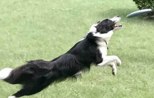 灰色邊境牧羊犬怎么樣好養(yǎng)嗎