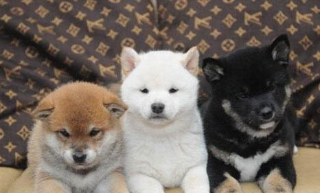 南寧哪里有賣柴犬