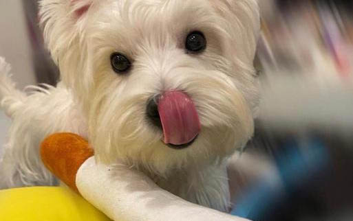 薩摩耶犬多少錢(qián)一只?軟乎乎修狗必須帶回家