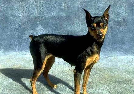 迷你杜賓和小鹿犬的區別