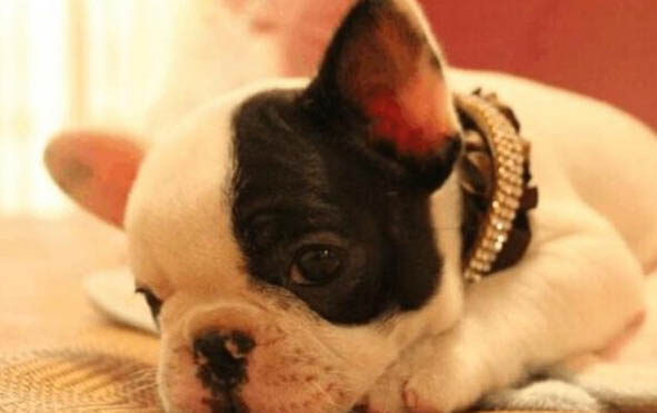 小狗的犬瘟的潛伏期一般多久