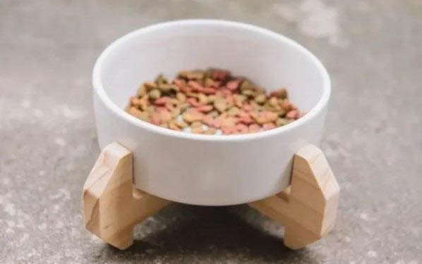 貓咪為什么會真菌感染呢